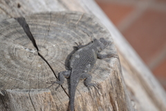 Sceloporus occidentalis