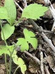 Ranunculus hebecarpus