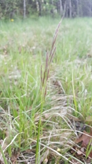 Bromus erectus