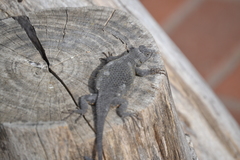 Sceloporus occidentalis