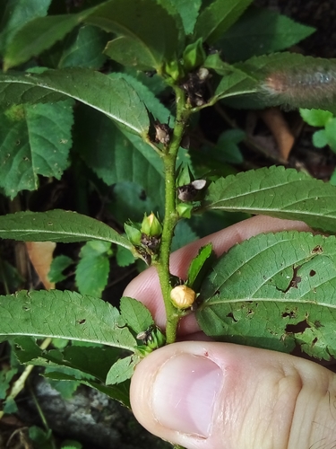 Image of Sida planicaulis by (c) Victor Farjalla Pontes, some rights reserved (CC BY)