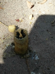 Tetragonilla collina