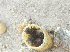 Tetragonilla collina