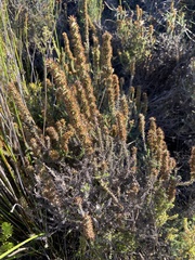 Seriphium cinereum