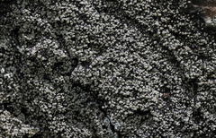 Rhizocarpon eupetraeum