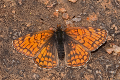 Chlosyne damoetas