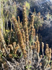 Seriphium cinereum