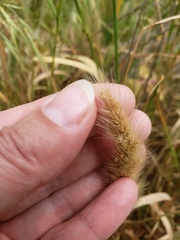 Polypogon interruptus