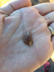 Crepidula porcellana