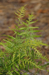 Pteridium caudatum