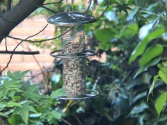 Lophophanes cristatus