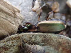 Agonum marginatum