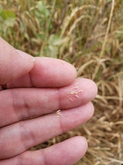 Polypogon interruptus