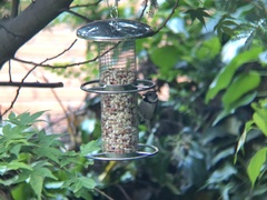 Lophophanes cristatus