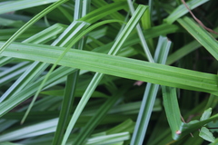 Carex zuluensis