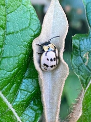 Platyphora fraterna