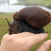 Giant Agate Snails - Photo (c) Kai Joaquin, some rights reserved (CC BY-NC), uploaded by Kai Joaquin