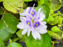 Pontederia crassipes