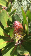 Protea roupelliae hamiltonii