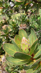 Protea roupelliae hamiltonii