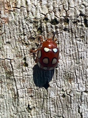 Stilodes flavosignata