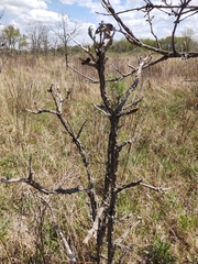 Quercus macrocarpa macrocarpa