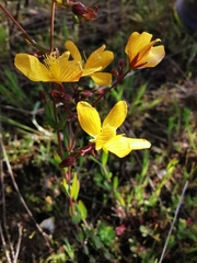 Hypericum australe