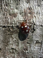 Stilodes flavosignata