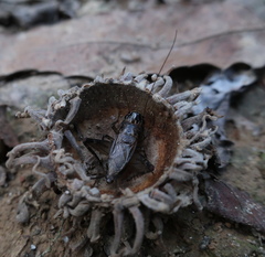 Loxoblemmus equestris