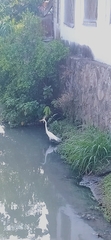 Ardea alba