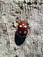 Stilodes flavosignata