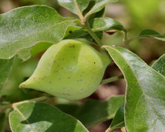 Amphibolips acuminata