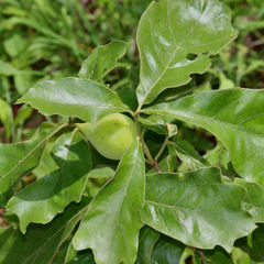 Amphibolips acuminata