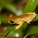 Sarayacu Tree Frog - Photo (c) Arnold Wijker, some rights reserved (CC BY-NC), uploaded by Arnold Wijker