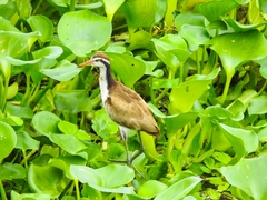 Jacana jacana