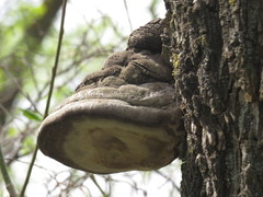 Fomes fomentarius