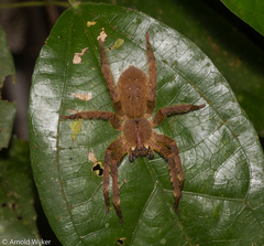 Phoneutria boliviensis