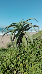 Aloe thraskii