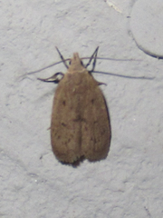 Inga obscuromaculella
