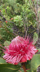 Protea rubropilosa