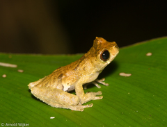 Dendropsophus kamagarini