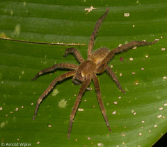 Phoneutria boliviensis