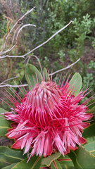 Protea rubropilosa