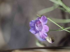 Penstemon amphorellae