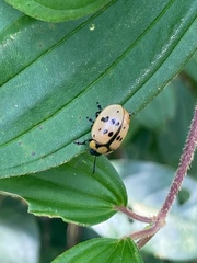 Platyphora fraterna