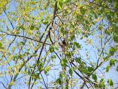 Pheucticus ludovicianus