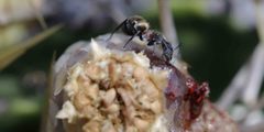 Camponotus rubrithorax