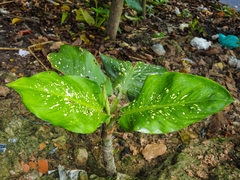 Dieffenbachia