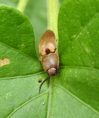 Agriotes
