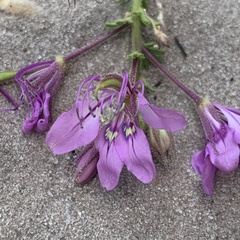 Cleome hirta